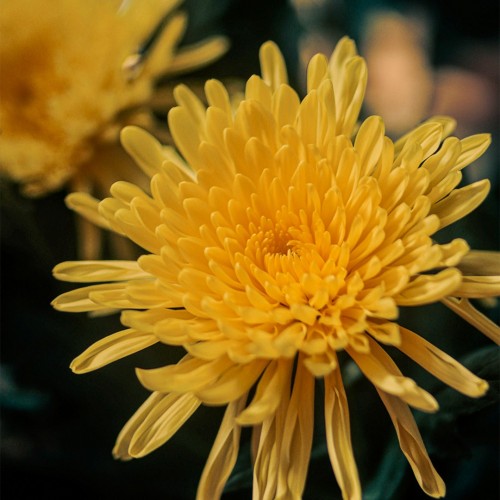 重陽（ちょうよう）の節句